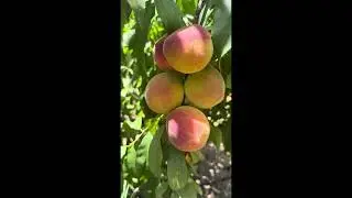 Pick fruit in Australia 🤣 #cuocsonguc #ngaouc #chef #vietnamese #pickfruit