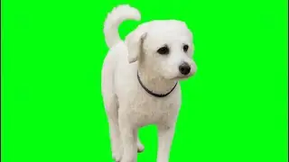 Oiia Oiia dog - Tofu Goes To Places #oiiaoiia #oiiaoiiacat #coachella #edc #memes #OIIA