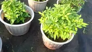 Cập nhật vạn thọ 28/11 âm lịch 