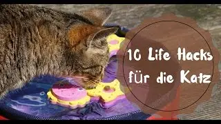 10 Hacks - so bietest du deiner Katze eine Abk&uuml;hlung bei Hitze