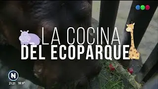 &iquest;C&oacute;mo es la cocina y la alimentaci&oacute;n de animales ex&oacute;ticos?  - Telefe Noticias