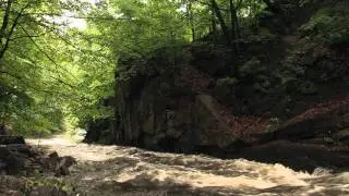Bronx River Cleanup with The Bronx River Alliance