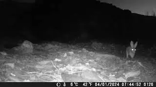 Abundante presencia de conejos de campo (Oryctolagus cuniculus) en sierra de Filabres (Almer&iacute;a).