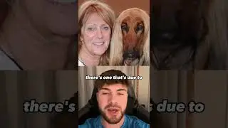 Dogs Look Like Their Owners 🤣