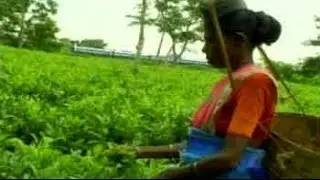 India Matters: Despair tea