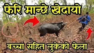 भागेको हावा बच्चा सङ्गै भेटियो,गोठमा लादा यस्तो भयो out door piggery