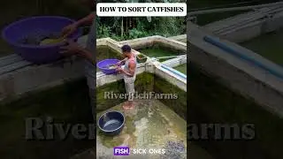 How to Sort Catfishes for Fast Growth and Profit 🐟💰 | Catfish Farming Tips from RiverRich Farms