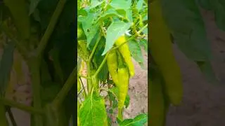 Green Chili Growing Season Tips #Shorts#viral #youtubeshorts