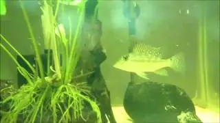 Geophagus Green Horseface American Cichlids, Shrimplovers Australia
