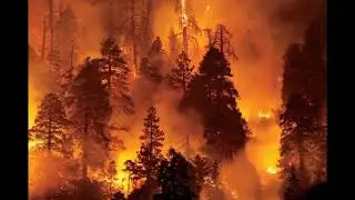 Burning Forests #saveourforests