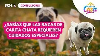 &iquest;Sab&iacute;as que tu perro de cara chata requiere grooming diferente?