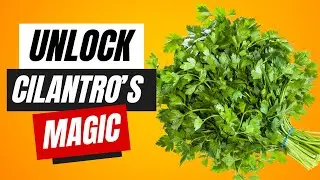 Cilantro's Medicinal Superpowers  What the Research Really Shows