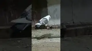 Sentinet Pigeon 🕊️✨ #farm #kabootar #fancypigeons #pigeon #kabutar #high #sentinels #sidhumoosewala