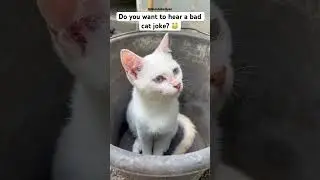 Just kitten! 🐱 #catjokes #catdad #dadjokes