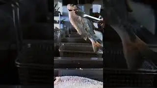 The 