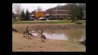 Ohio Geese Control Introduction Video