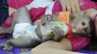 Baby Monkey Mori, Mori And Mom Before To Bed