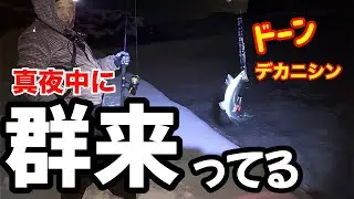 【北海道釣り】【鰊の群来】白く濁って泡立つ真夜中の群来！サビキを投げ込んだら当然(≧◇≦)　#群来#鰊釣り#ニシン釣り
