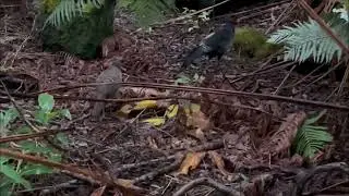 Kalij Pheasant Halema'uma'u Trail Hawai&lsquo;i Volcanoes National Park December 2, 2023