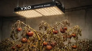 Обзор квантум борд ухо Yxo Yuxinou фитолампа для растений Али озон quantum board Samsung 301h 