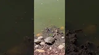 Turtles sunbathing #Turtles #sun #sunbathing