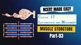 Locomotion and Movement | Part 03 | Muscle Structure | Sarcomere | NCERT Line by Line Explain | NEET