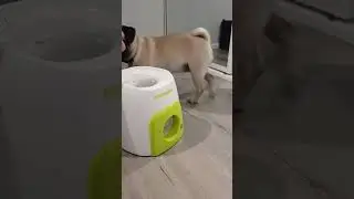 Interactive afp pets, fetch and treats