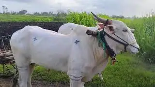 #bull #song #india #reels #cow #musicgenre #song #video #music #trending #new #nature #agriculture