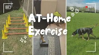🐶 At-Home Dog Fitness Habits for Happy Hounds: How Much Exercise Does Your Dog Really Need?