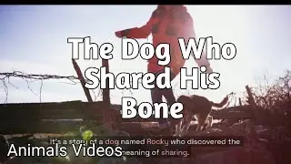 The Dog Who Shared His Bone,Animals Videos😍