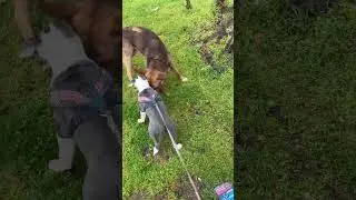 Hey little bro let&rsquo;s play 😂🤣 #cute