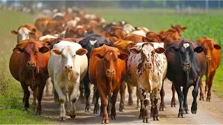 Herds of cows graze freely on green grasslands - The sound of cows grazing - Video about cows