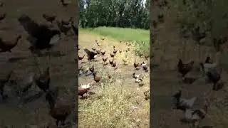 Worker in Trouble 😂😂 #poultryfarming #lowcostshed #freerangechickens #shorts