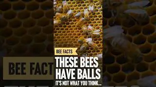 These Bees Have Balls. It's Not What You Think #honeybees