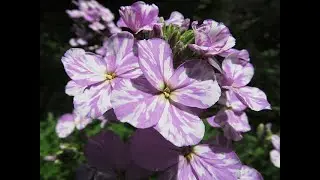 53 Species in Genus Hesperis