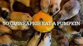 Guinea pigs eat a pumpkin