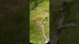 red-tailed hawk at nimbus fish hatchery