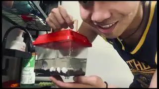 BETAK2053 AQUACULTURE MANAGEMENT ORNAMENTAL FISH MINI PROJECT-VLOG