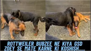 Rottweiler Bubzee Ne Ab Kari German Shepherd Zoey Ke Saath Batmeezi: Zoey Ke Saath Mating Ki Koshish