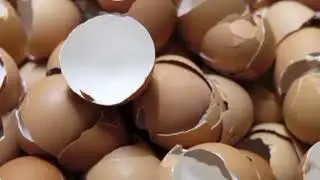 The Surprising Benefits of Eggshells: From Waste to Wonder