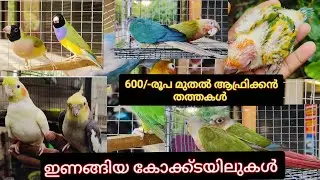 600/- രൂപ മുതൽ ആഫ്രിക്കൻ തത്തകൾ ഇണങ്ങിയ കോക്ക്ടയിലുകൾ 