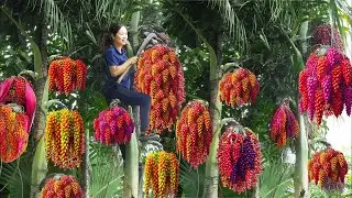 Harvesting giant clusters of hook fruits to sell at the market - rural life.
