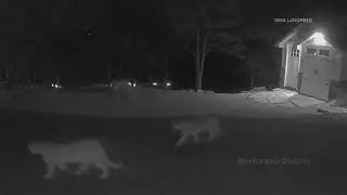5 mountain lions spotted near Colorado home