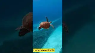 Alluring extraordinary undersea animals #animals #nature