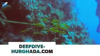 Best Scuba Diving Location - Hurghada 4k | Deep Dive Hurghada 2020