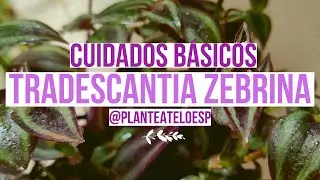 ☘️Tradescantia Zebrina o Amor de Hombre : plantas en 5 minutos 🌱
