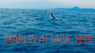 DAIWA SALTIGA SW 6000 H 2023 MENJERIT || MARLIN ATTACK ‼️‼️