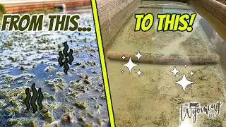 This Tank Is Gross! Cleaning A Disgusting Stock Tank.
