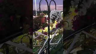 Dubai Miracle Garden: A Floral Wonderland in the Desert! 🌸✨ Must- Visit! #Shorts