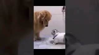 #funnyvideos #funny #dog #animal#cute #zoo #nature